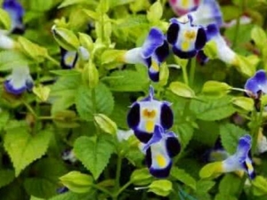 С�ײݵĹ�Ч������ С�ײ��ж���