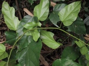 ��Ҷ�ٵĹ�Ч�����ü�����