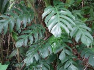 ����β�Ĺ�Ч������ ����β�ĸ���