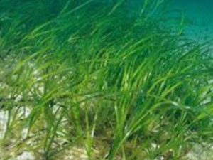 ��Ҷ��Ĺ�Ч�����ü�����