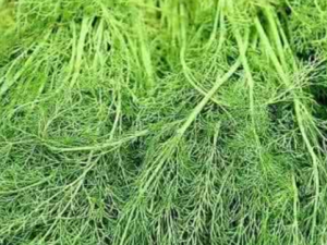 ���㾥Ҷ_���㾥Ҷ�Ĺ�Ч|�÷�����