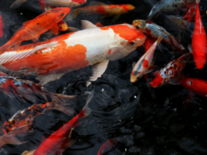 ����_����Ĺ�Ч����|�÷�����