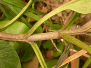 ������_�������Ĺ�Ч|�÷�����