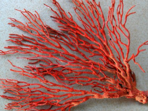 ���װ�_���װصĹ�Ч|�÷�����