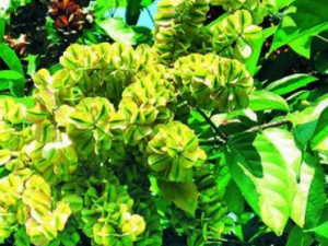 ���糵��Ҷ_���糵��Ҷ�Ĺ�Ч|��������