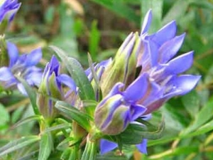 �޾������Ĺ�Ч������ ������ʪ �ⶾ����