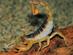 Ы�ӵ�Ӫ����ֵ Ы�ӵ�ʳ�÷���