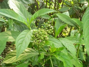 ���ӳ�ɽ�账�� ���ӳ�ɽ�蹦Ч ���ӳ�ɽ���������