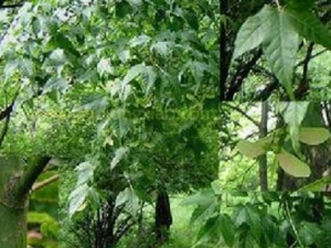 ��Ƿ���Ĺ�Ч������ ��Ƿ�����÷�����