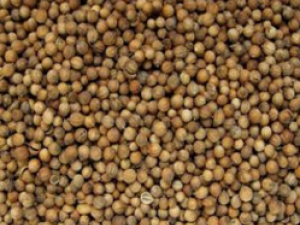 ���ǲ���_���ǲ��ѵĹ�Ч|�÷�