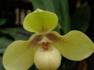 �и�Ϊ�β��˳Թ�Բ ��Բ��ɽ��ǻ�Ѫ����