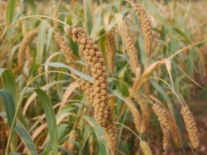 ���Ĺ�Ч������ ������ʹ��