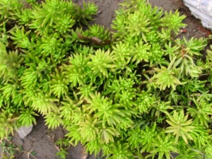 ��ײݵĹ�Ч�����ü�����