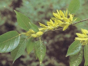 ��ѿ�Ĺ�Ч������ ��ѿ�ܲ�������