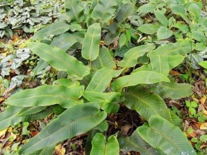 ��ʯΤ�Ĺ�Ч�����ü�����