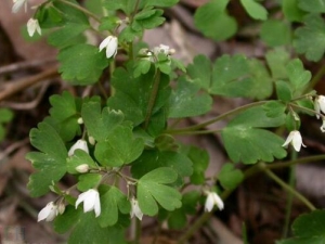 ������Ĺ�Ч������ �����������Ĺ�Ч����Щ