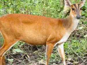 ����_����Ĺ�Ч����|�÷�����