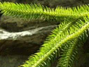 ���Ӳ�_���ӲݵĹ�Ч|��������