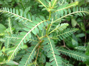 ���ǲ�_���ǲݵĹ�Ч|��������