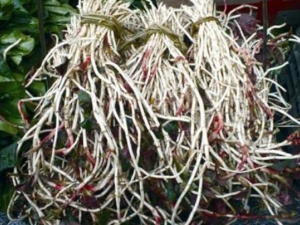 ���ȲݵĹ�Ч������ ���Ȳ����α�����