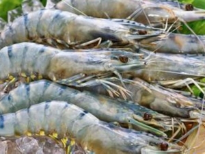 ��Ϻ��Ӫ����ֵ ��Ϻ��ʳ�÷��� ��Ϻ��ô��