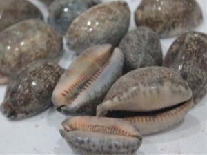 �ϱ��ݵĹ�Ч������ �и����Գ��ϱ�����