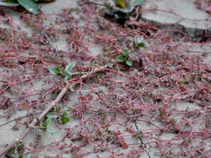 С���ٵĹ�Ч������ С���ٿ����ݾƺ���