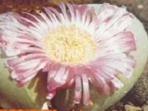 Ƥ��ѷ����Ĺ�Ч������ Ƥ��ѷ��������ϡƷ����