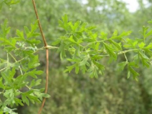 ����ܰ_����ܰ�Ĺ�Ч|�÷�