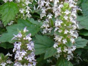 ζһ֦_ζһ֦ĹЧ|÷