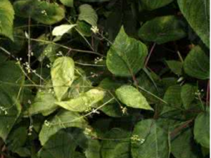 ���Ӳ���ĸ _���Ӳ���ĸ�Ĺ�Ч|��������