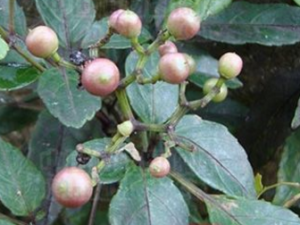 ��ţ��_��ţ���Ĺ�Ч|��������