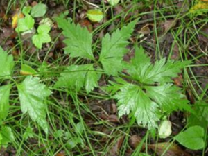 ţ쾥Ҷ_ţ쾥ҶĹЧ|÷