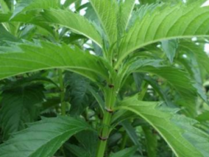 ����ţ_����ţ�Ĺ�Ч|��������