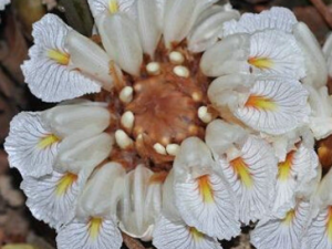 �ųᶹޢ_�ųᶹޢ�Ĺ�Ч|�÷�����