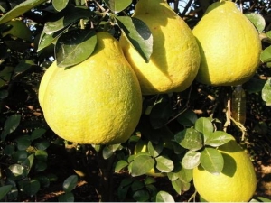 ɳ���ֵ�Ӫ����ֵ ɳ�������ȥƤ