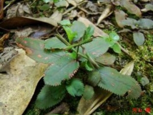 ����ݵĹ�Ч������ �и����ú������