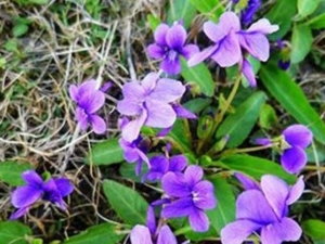 �ĵ��ݵĹ�Ч������ �ĵ�������������