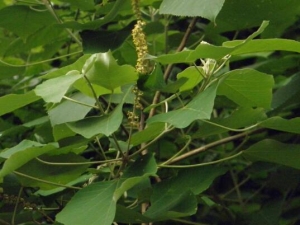 �ױ�Ҷ�Ĺ�Ч������ �ױ�Ҷ�����ж�����