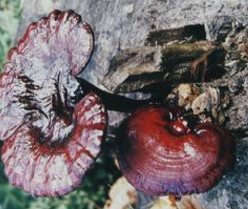 ��֥_��֥�Ĺ�Ч|��������