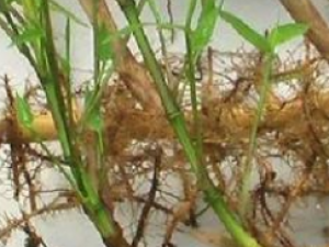 �����_������Ĺ�Ч|�÷�����