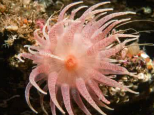 ����������_�����������Ĺ�Ч|�÷�