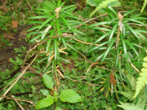 �Ͼ���ʹ��_�Ͼ���ʹ�ݵĹ�Ч|��������