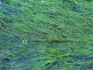 ��Ҷ��Ĺ�Ч������ ��Ҷ����ȡ��Ĺ�Ч