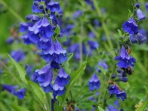 �ؾ���Ĺ�Ч������ �ؾ�����÷�����