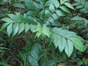 СܿľĹЧ иΪʲôܷСܿľ