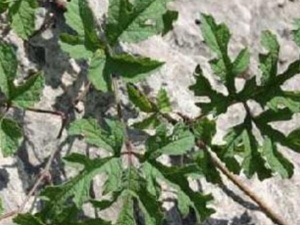 ��Ž���Ĺ�Ч������ ��Ž��峤ʲô��