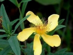 С���̵Ĺ�Ч������ ������С��������