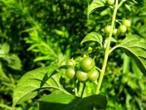 �������Ĺ�Ч������ ����������ΰ�������