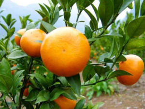 ��Ҷ_��Ҷ�Ĺ�Ч|��������